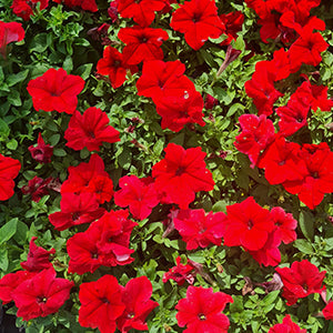Petunias 25 Plants